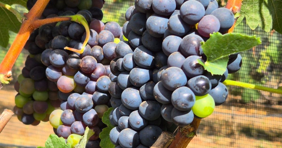 Uva brasileira é principal fruta afetada por tarifa dos EUA