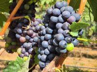 Uva brasileira é principal fruta afetada por tarifa dos EUA