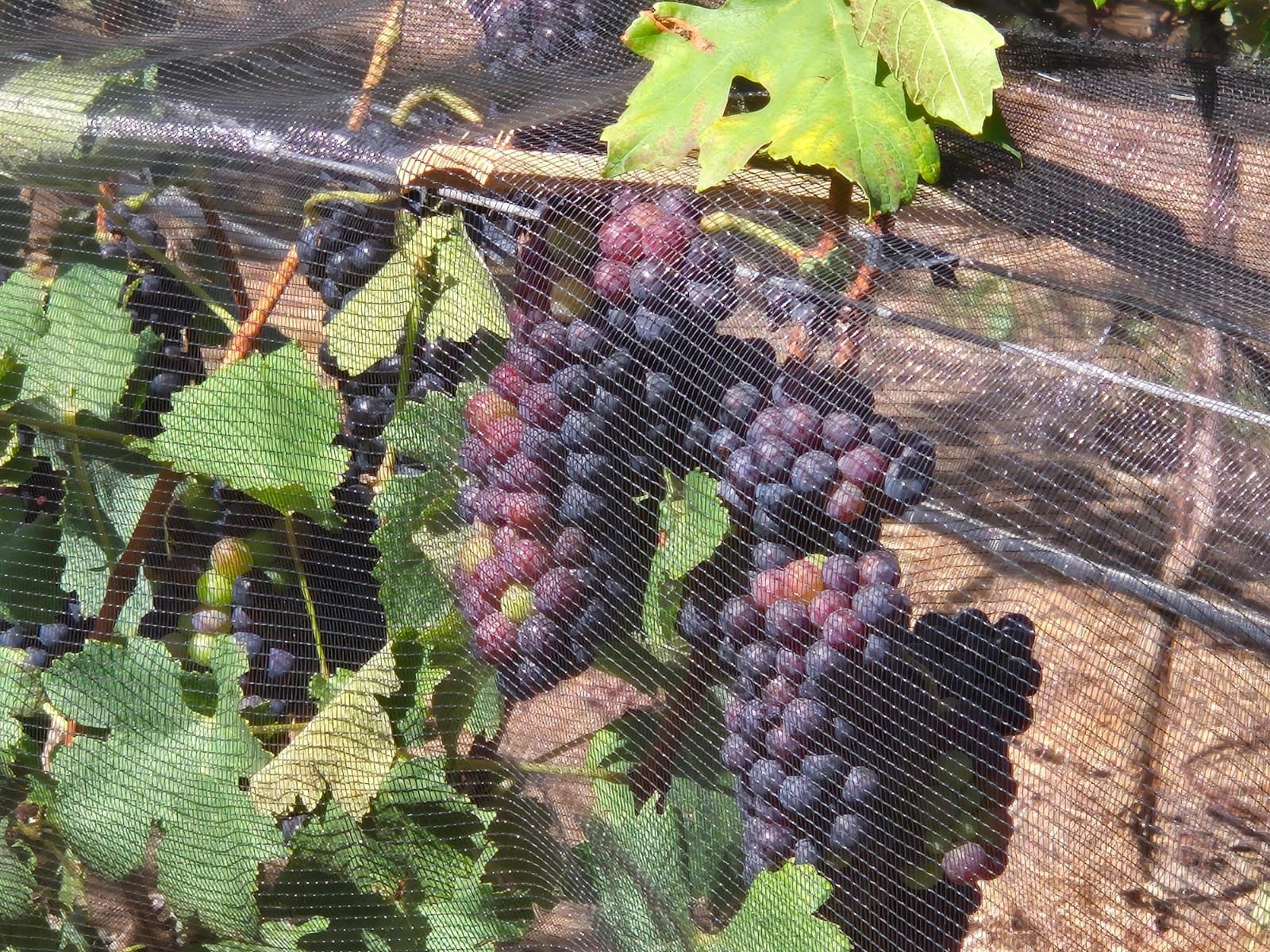 Uvas protegidas de pássaros