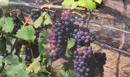 Uvas protegidas de pássaros