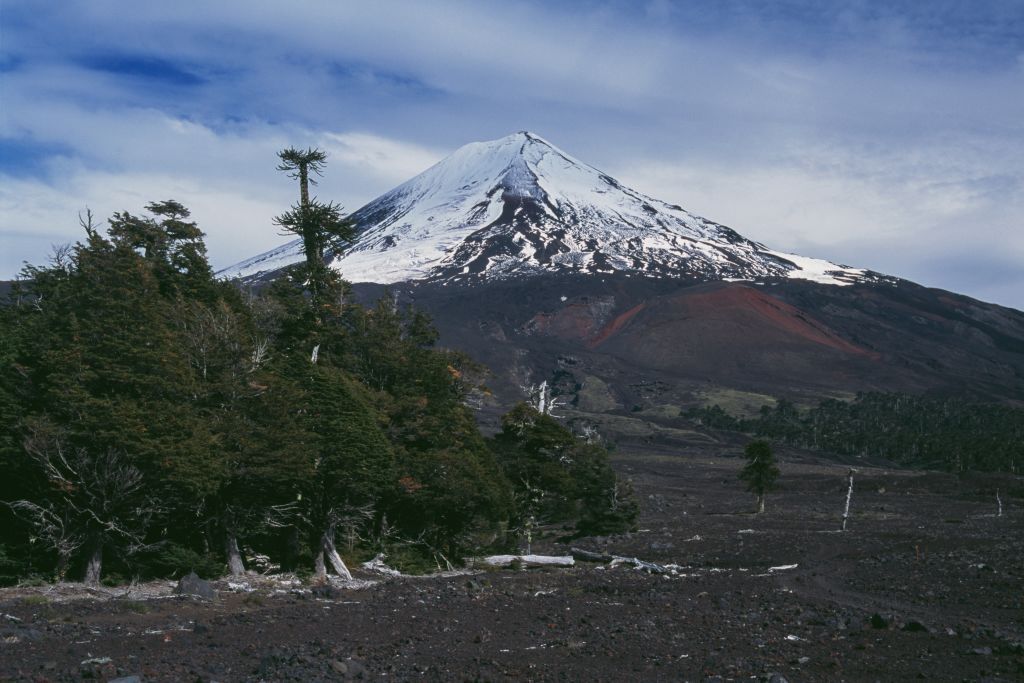 Vegetation on igneous rocks of Llaima Volcano