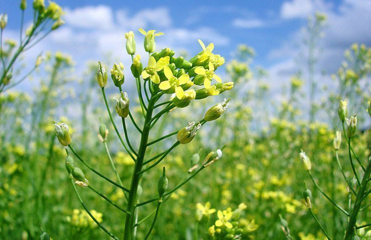 Camelina