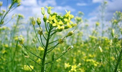 Camelina