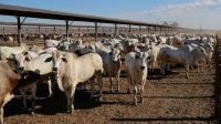 Demanda chinesa impulsiona avanço tecnológico na pecuária brasileira