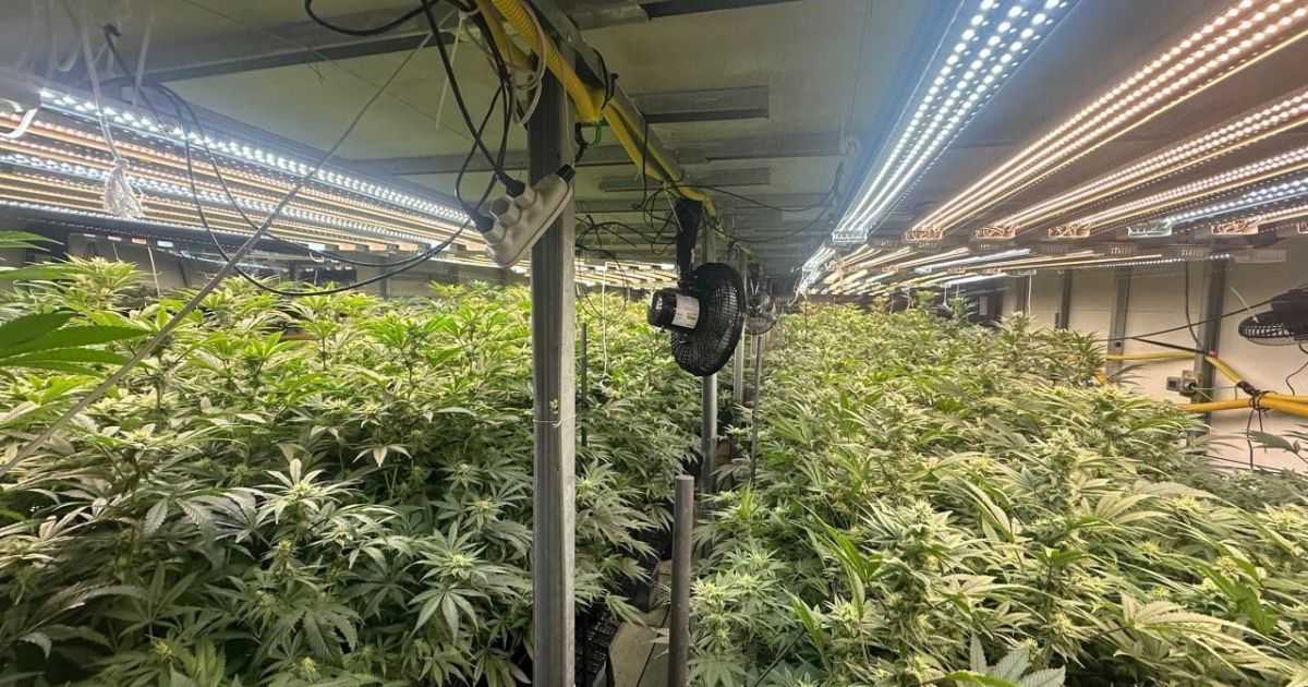 Mega plantação de maconha é descoberta em prédio na Grande São Paulo