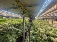 Mega plantação de maconha é descoberta em prédio na Grande São Paulo
