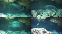 Focas raras tiram "soneca" em caverna para escapar de turistas