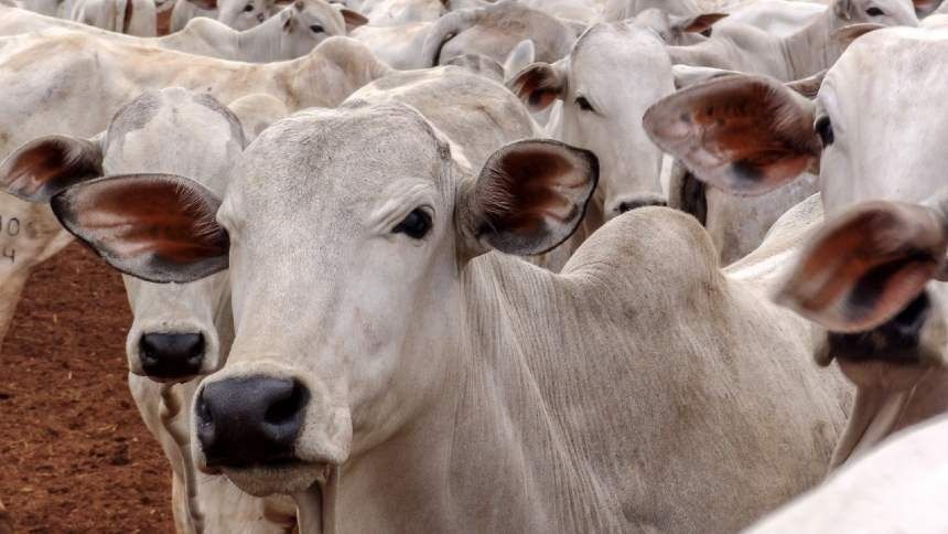 Governo adia prazo para produtores cadastrarem CNPJ previsto na tributária