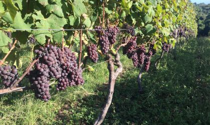 Imagem de destaque do post: Clima e manejo impulsionam produção da uva Nebbiolo no Brasil