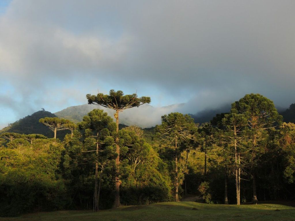 São Paulo é estado com menor desmatamento da Mata Atlântica