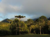 SP é o estado com menor desmatamento da Mata Atlântica, aponta Inpe