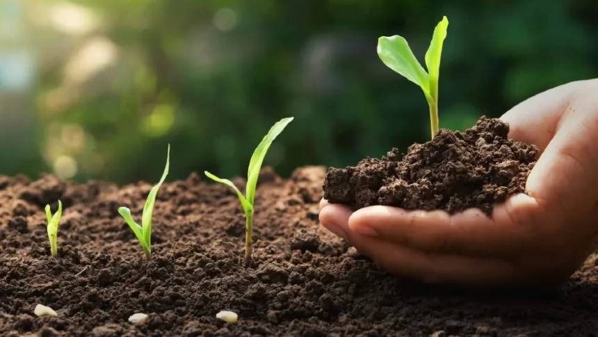 fertilizantes
