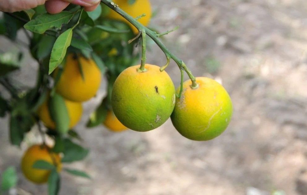 Agricultura confirma primeiros casos de greening no Rio Grande do Sul