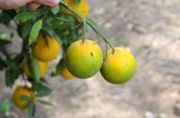 O que é o greening? Entenda a doença que avança nos pomares 