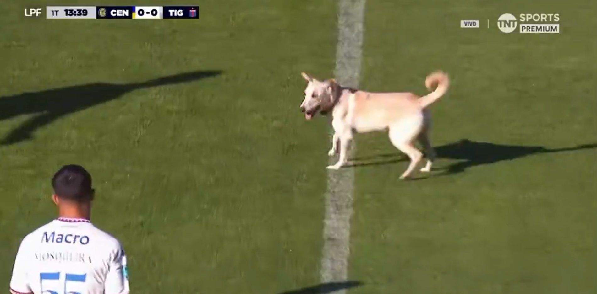 Cachorro invadiu o gramado em Rosario Central x Tigre pelo Apertura