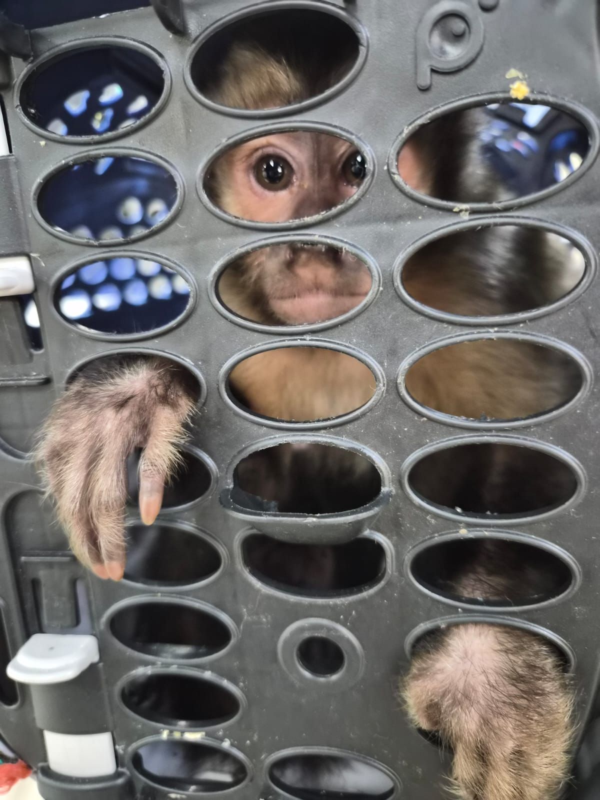 RJ: Polícia prende suspeito de quadrilha com macaco e canetas emagrecedoras • Reprodução