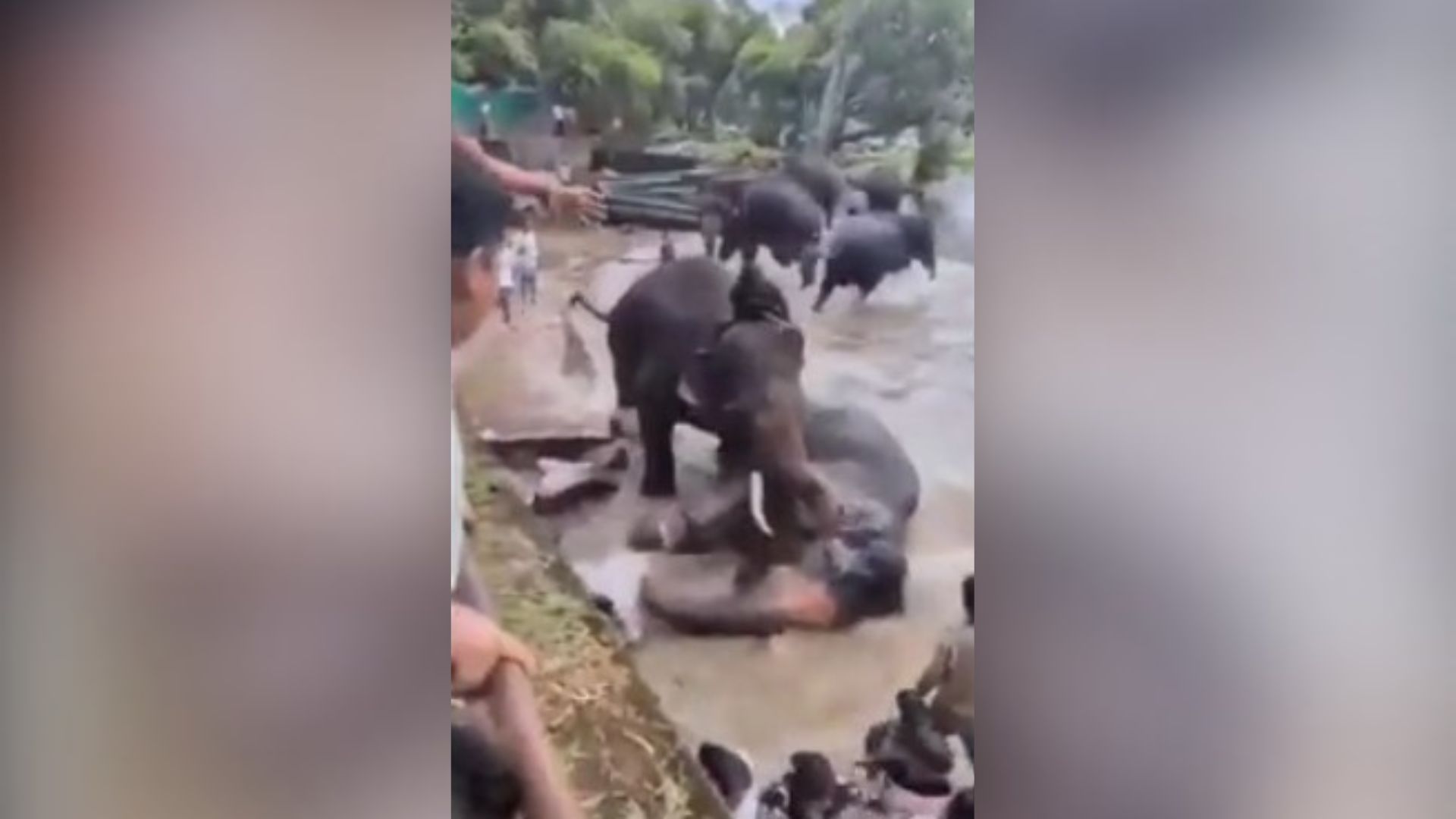 elefante pisoteia mulher na Índia