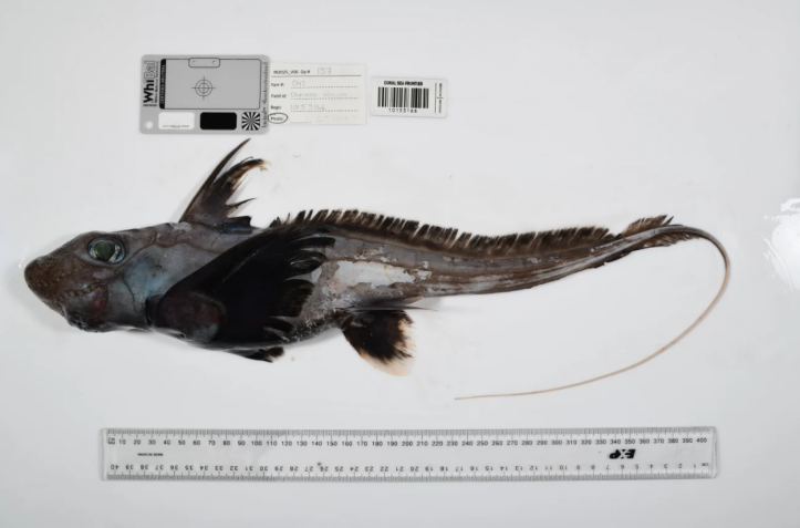 A quimera "tubarão-fantasma" encontrada no Parque Marinho do Mar de Coral, na Austrália • Censo Oceânico da Fundação Nippon-Nekton/CSIRO