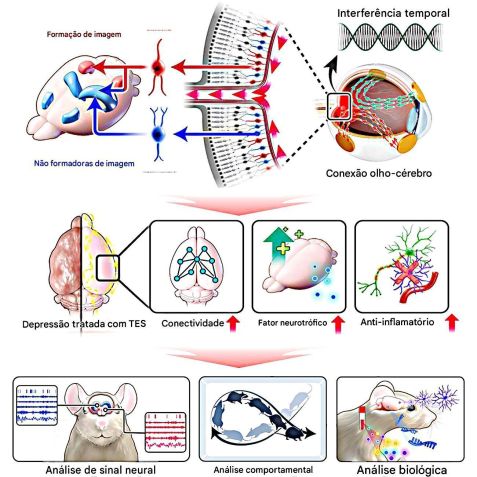 As lentes usam interferência temporal para ativar células da retina e estimular, pelos olhos, circuitos cerebrais associados à depressão • Wonjung Park et al, Cell Reports Physical Science, 2026/Divulgação