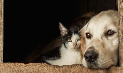 gatos-caes