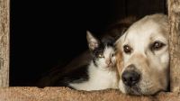 Cachorro ou gato? Saiba o que levar em conta na hora de ter um pet