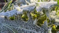 Onda de frio mantém alerta para geadas nesta terça (12); veja previsão