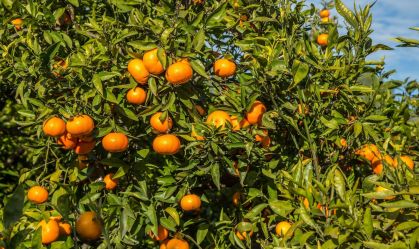 Produção de laranja