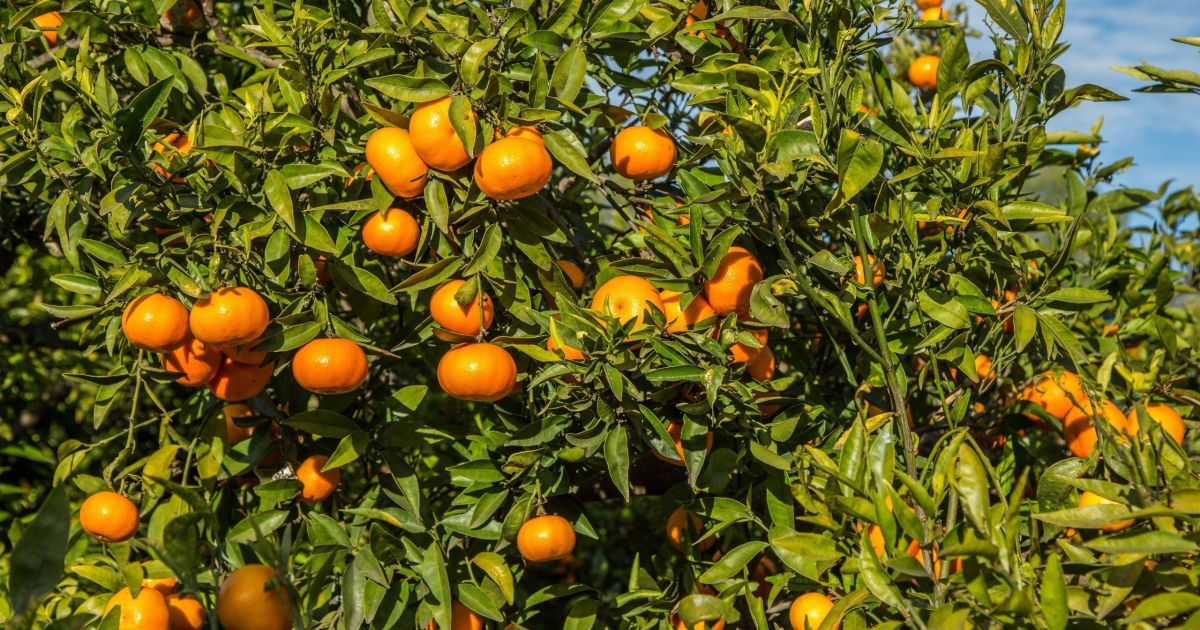 Safra de laranja do cinturão citrícola deve cair 12,9%