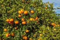 Safra de laranja do cinturão citrícola deve cair 12,9%