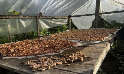 Imagem de destaque do post: Startup transforma farinha de babaçu em proteína vegetal