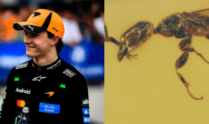 Oscar Piastri, piloto da McLaren, e a vespa da espécie Gwesped Piastrii, com o nome em sua homenagem