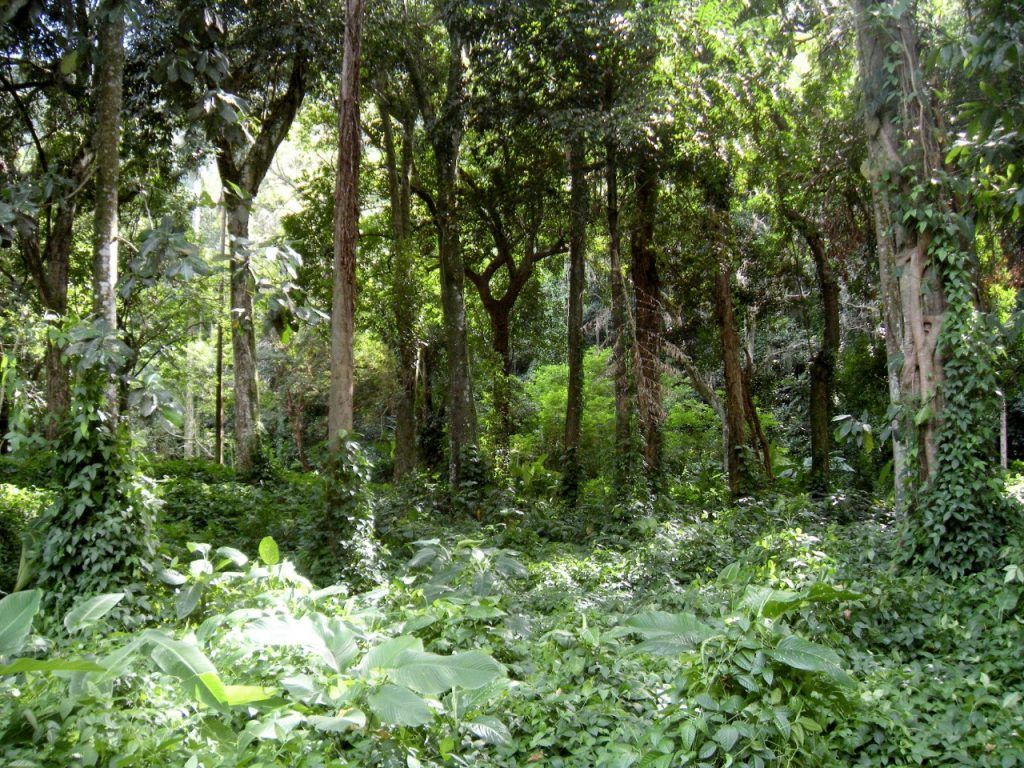 Monitora Bio SP