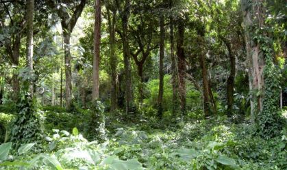 Monitora Bio SP