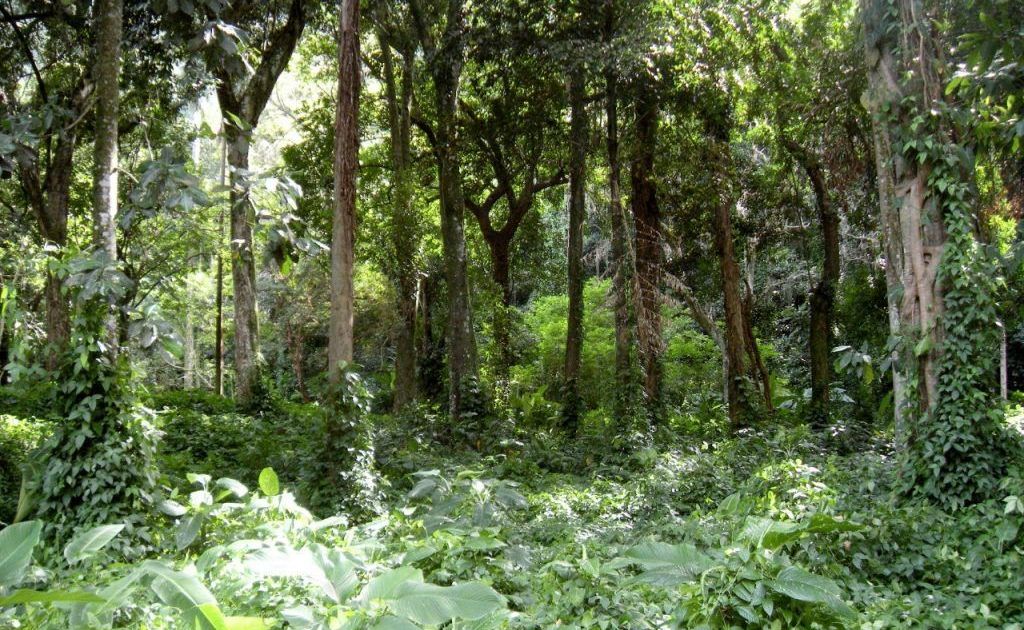 SP lança plataforma interativa com dados sobre biodiversidade paulista
