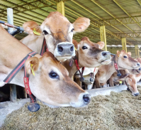 Bezerro nascido em fazenda leiteira não é mais problema