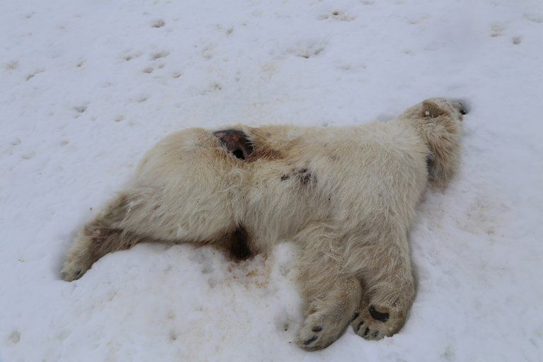 urso