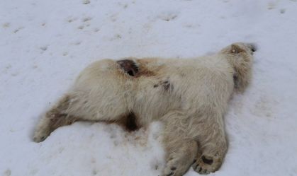 urso