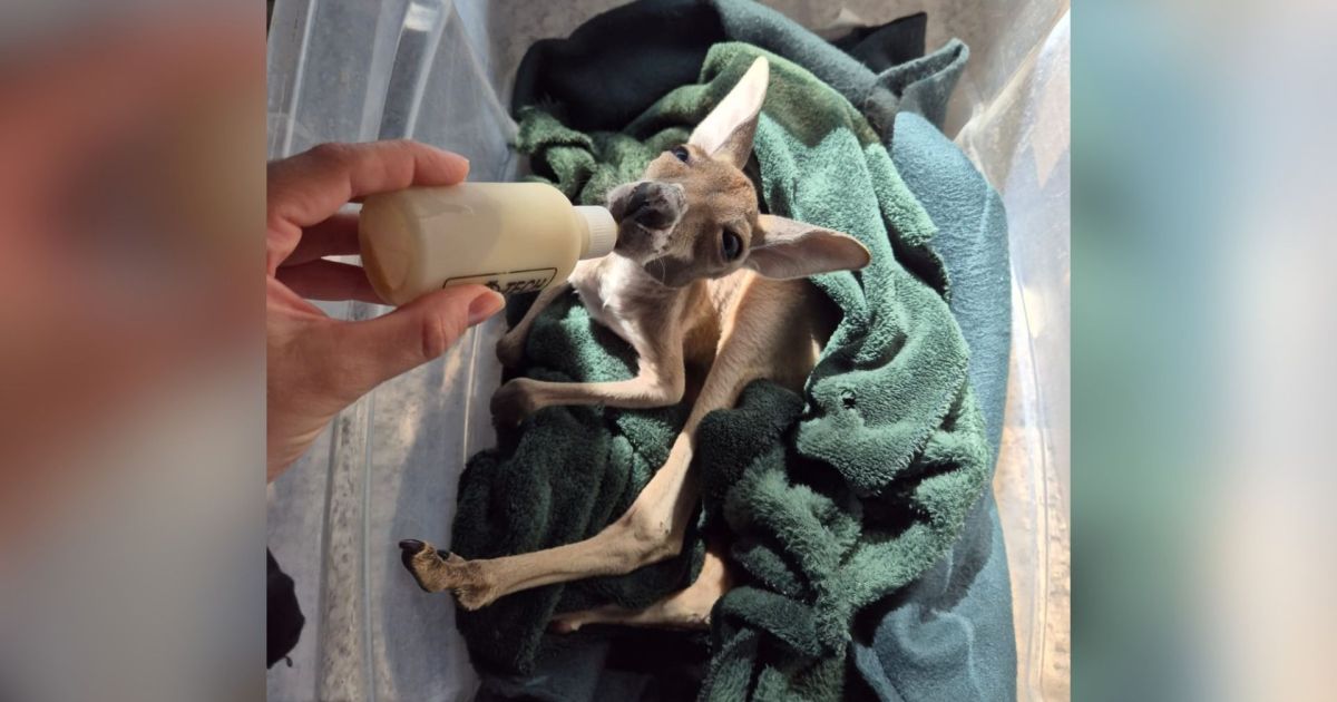 Filhote de canguru rejeitada ganha “mãe” humana em SP