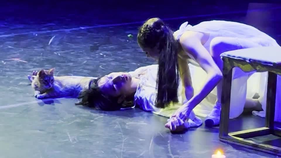 Romeow and Juliet: cat steals show during ballet in Turkey