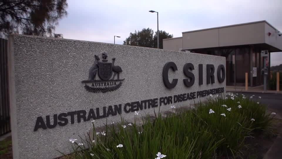 Australia vows to rein in any H5N1 bird flu after confirming first case