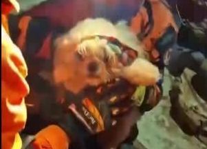 Cachorro é resgatado dos escombros na Venezuela dias após terremotos.