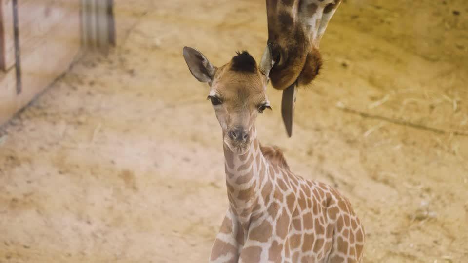Zoológico belga recebe novo filhote de girafa ameaçada de extinção.