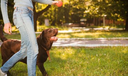 cognicao-canina-cachorro-entende-humano