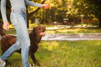Seu cachorro te entende mais do que você imagina — e a ciência provou