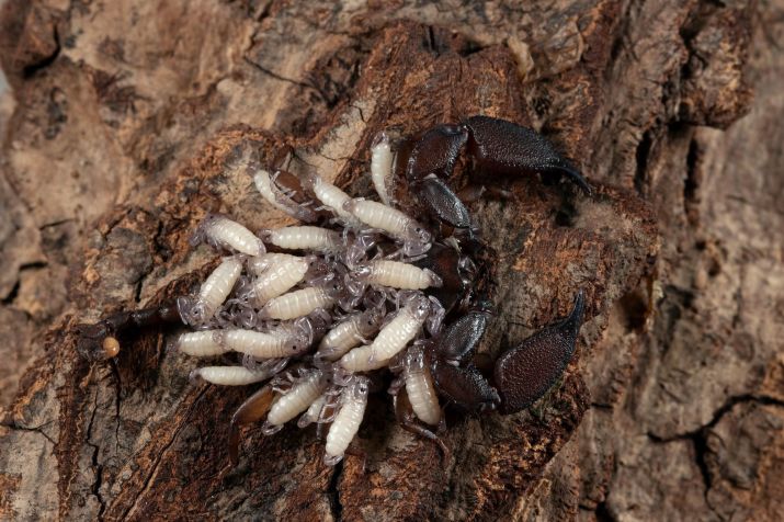 Scorpions proliferate in rubble and accumulations of trash where there are many cockroaches • Kuritafsheen77/Magnific