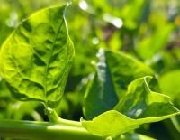 Embrapa lança cultivares de hortaliças resistentes ao calor após 20 anos