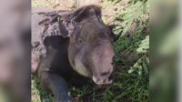 Anta "Neymar" resgatada no interior de SP não resiste a ferimentos