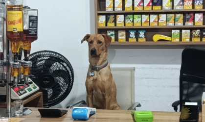 Antônio, o "cão CLT", viraliza nas redes sociais com sua rotina de trabalho