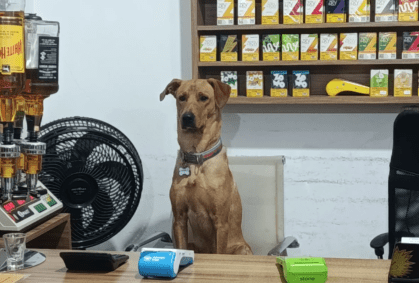"Cão CLT": animal viraliza após ajudar funcionários de mercado em SC