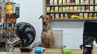 "Cão CLT": animal viraliza após ajudar funcionários de mercado em SC